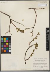 Foto von Salix L.